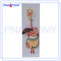 PNT-0450 pvc human anatomical digestive system model (3 parts) for medical teaching